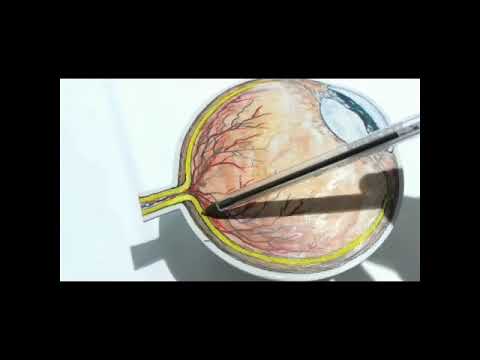 Modello 3D di occhio umano e sue parti. Vediamo come è fatto l'occhio umano attraverso un modello 3D