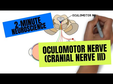 2-Minute Neuroscience: Oculomotor Nerve (Cranial Nerve III)
