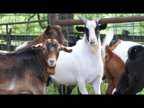 New Myotonic Billy Goats