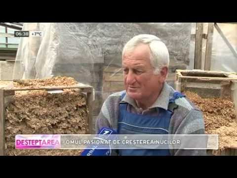 Omul pasionat de cresterea nucilor