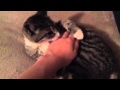 Cat Is Biting My Hand Off