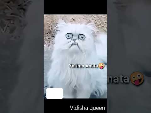 #funny #cat #memes #trend #aiscream #foryouシ #scream #shortsfeed #vidisha queen ❤️