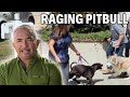 Confronting A Pit Bull With An Addiction To Attack Cesar 911 Season 2 Ep 7 Part 1