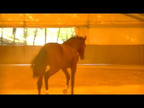 **2 yo stallion Kannan x Lux Z X Burgraaf x Fedor** first jumping