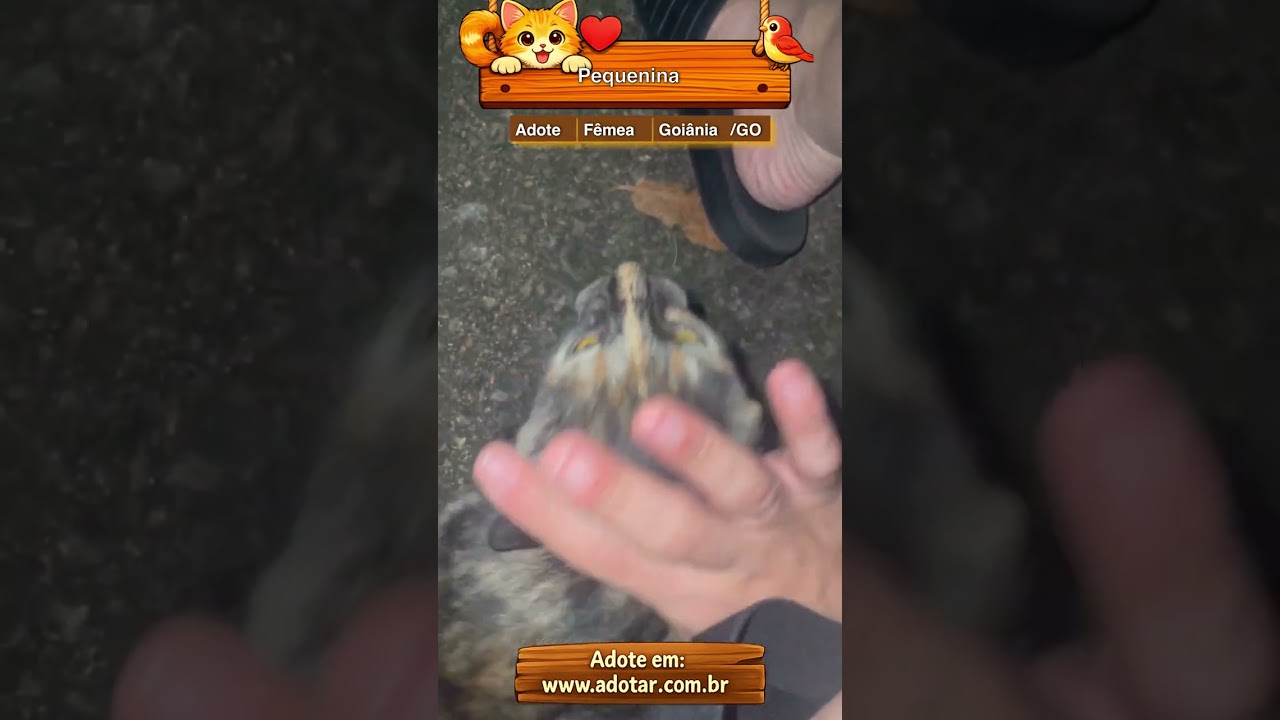 Gato raça SRD-ViraLata idade 2 a 6 meses nome Pequenina