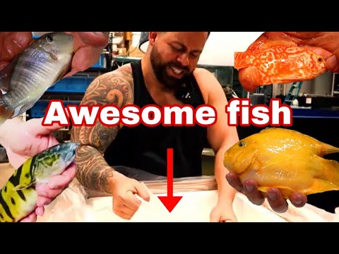 *UNBOXING* TROPICAL FISH shipment from Asia Part 1