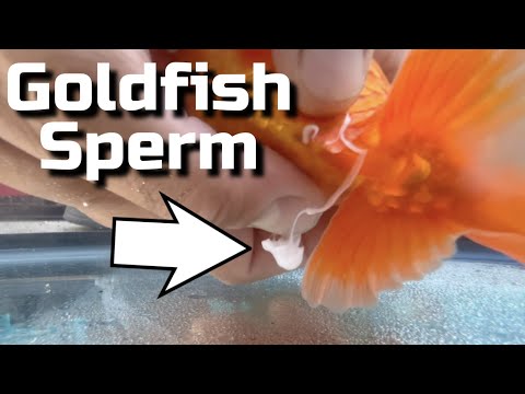 My Goldfish Laid Eggs! - Hand Spawning Goldfish Breeding Guide