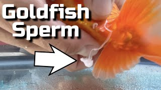 My Goldfish Laid Eggs! - Hand Spawning Goldfish Br