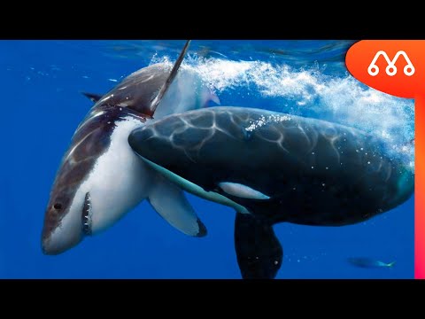 ORCA vs SHARK: WHO WINS THIS BATTLE? Orca vs Shark White fight