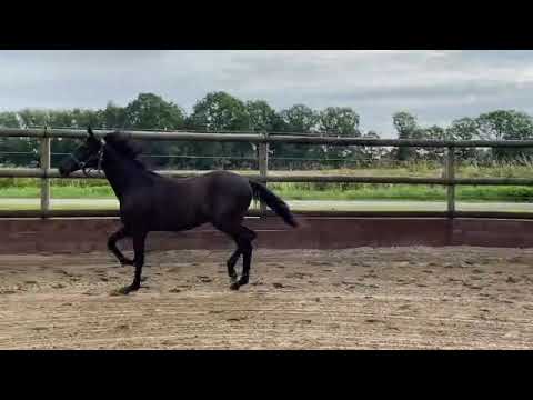 Bella Romanov HDS 1 an (Bernay-Romanov)