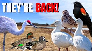 Spring Birding Challenge! How Many First of Year Birds Can We Find?