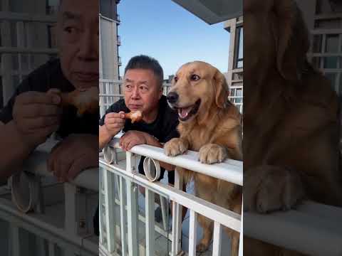 Funny Dog reaction 😜🤣 #dog #goldenretriever #doglove #dogshorts #doglife