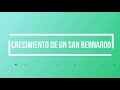 San Bernardo - ¿Cómo crece un San Bernardo cachorro? - Elizabeth Romo