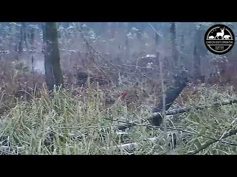 DRIVEN HUNT WILD BOAR IN CROATIA 4