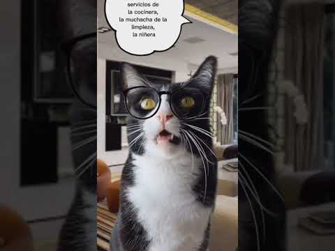 #gatos #animados 😂😂😂