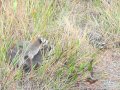 Mating Raccoons