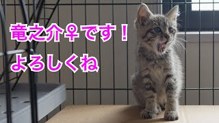 竜之介♀です！よろしく