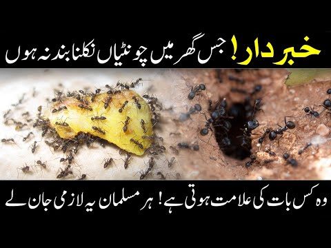 Unraveling The Mystery Of Persistent Ants In Your Home: A Tale Of Islamic Wisdom And Anecdotes