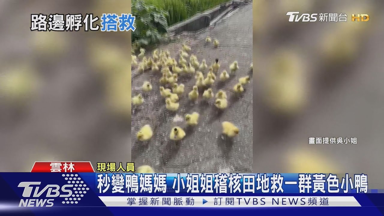 秒變鴨媽媽 小姐姐稽核田地救一群黃色小鴨