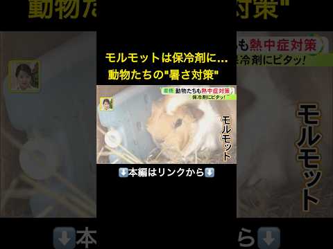 モルモットは保冷剤にぴたっ…東海3県で連日の『酷暑日』危険なのは人間だけでなく動物も 獣医師「必ず熱中症対策を」#shorts