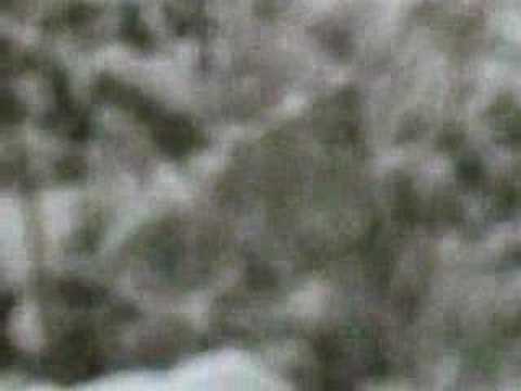 Sadahzinia - Petranasa