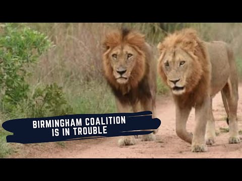 BIRMINGHAM MALE ATTACKED BY THE PLAINS CAMP MALES - THE SECOND COMING OF THE KING