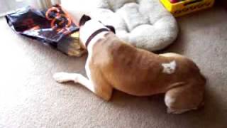 Miss Harriet Brown with Another Dog Food Bag