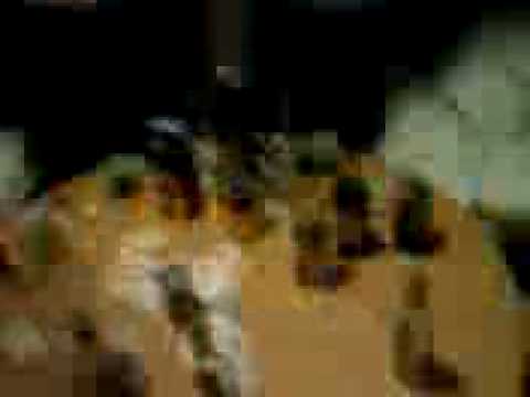 Party Hart Ronneburg