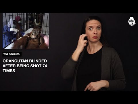 The Daily Moth 3-19-19