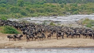 The Great Migration moves through Kenya's grasslands to the Mara River in Tanzania