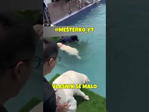 PAS NIJE VOLEO VODU ALI ONDA! #mesterko #recomended #viral #fyp