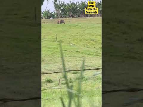 Restrepo Valle del Cauca Colombia