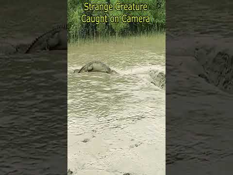 Strange Creature Caught on Camera