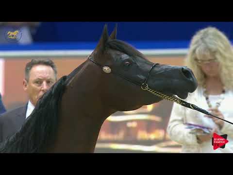 N 100 AIREONNA WW   Dubai 2019   Mares in age 7 9 years old