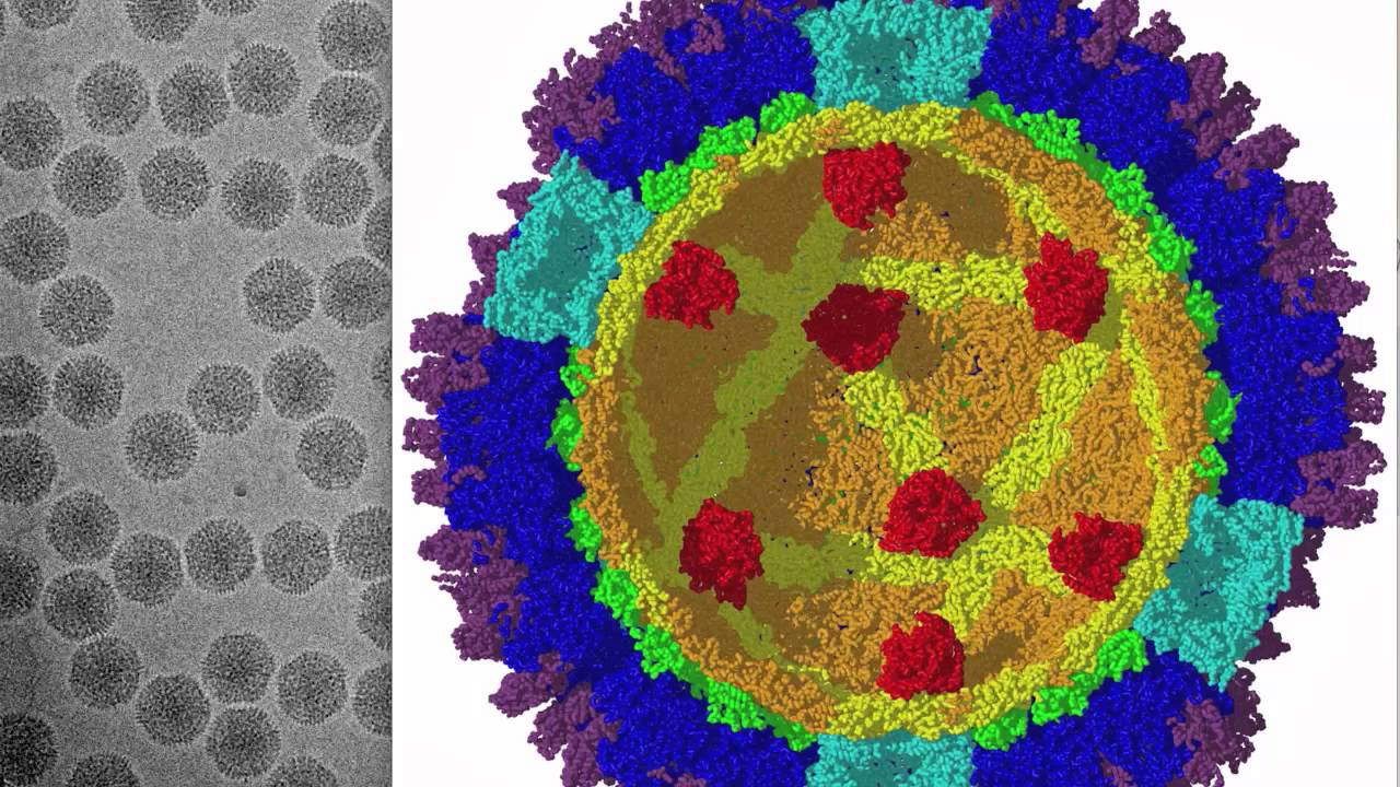 Understand: Visualize Virus