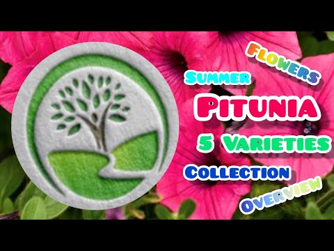 12 - Summer Petunia #5 Varieties Collection || Flowers Overview ||  Gardening With Rahima