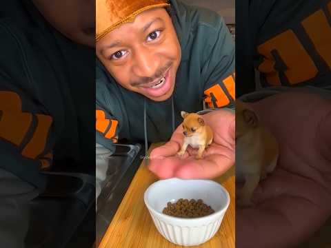 اصغر جرو في العالم يحصل على حمام دافئ وعناية ملكية! 😍🐶