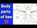 Body Parts of Bee || How To Draw Structure Of Bee || Easy and Simple Biology Diagrams