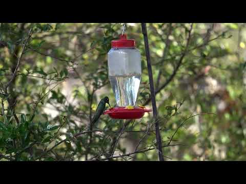 Rivoli's Hummingbird