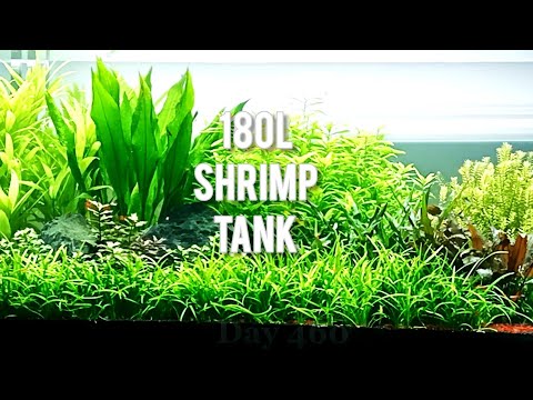180-Litre Planted Shrimp Tank | Day 460
