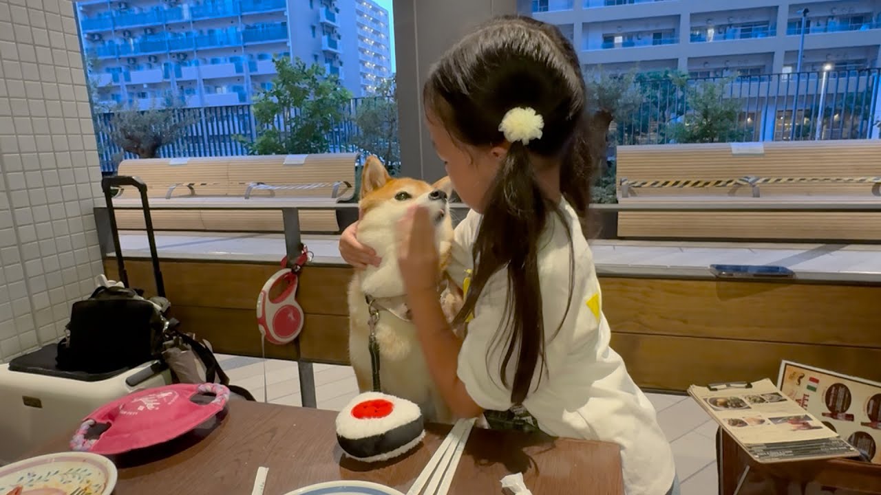 ７歳娘が考えた柴犬のサプライズ誕生日パーティが最高だった