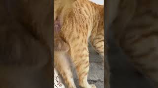 かわいいフィリピンの猫