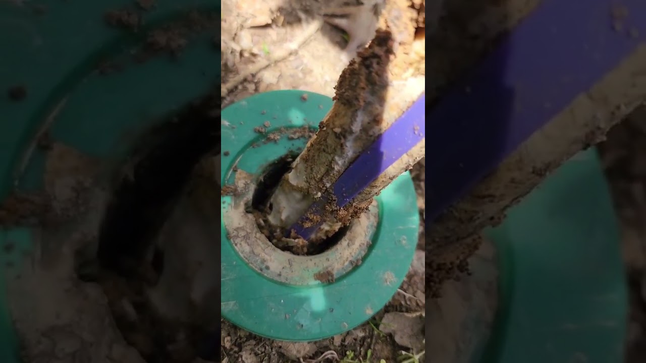 Bait stations are the best option for termite prevention 🏡 #termites #termitecontrol