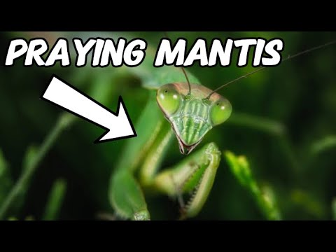 Praying Mantis Care - Beginner’s Guide