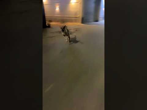 الحلقة الأخيرة من الترند       #تركض_لي