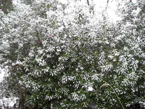 download lagu mp3 mp4 Common Myrtle Hedge, download lagu Common Myrtle Hedge gratis, unduh video klip Common Myrtle Hedge