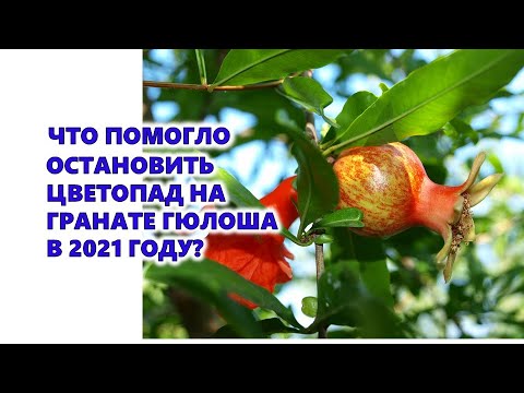 , title : 'Что помогло остановить цветопад на гранате Гюлоша в 2021 году?'