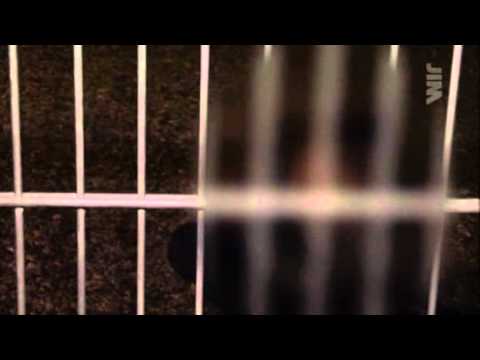 Poliisit Espoo, Haukilahti - Tyttö