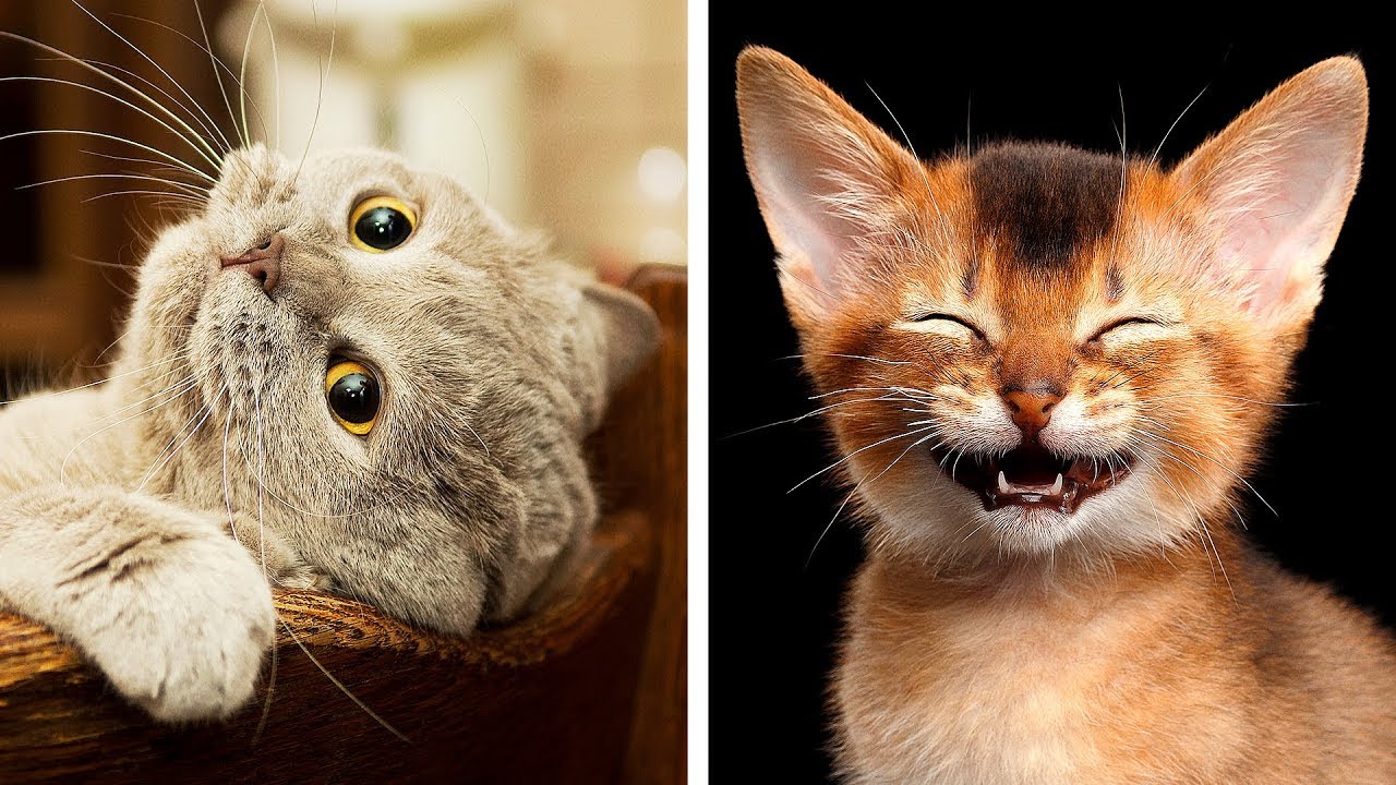 10 Most Dangerous Cat Breeds That Are Still Awww