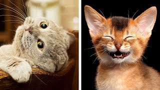 10 Most Dangerous Cat Breeds That Are Still Awww